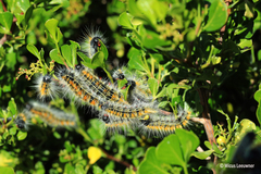 Bombycomorpha bifascia