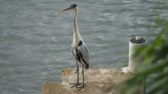 Ardea cocoi