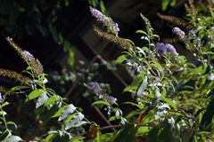 Buddleja