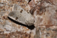 Caradrina kadenii