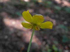 Ranunculus