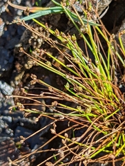 Isolepis cernua