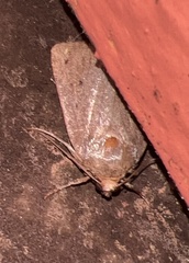 Amphipyra tragopoginis