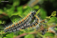 Bombycomorpha bifascia
