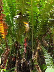 Heliconia huilensis