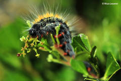 Bombycomorpha bifascia