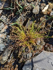 Isolepis cernua