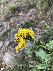 Solidago juncea