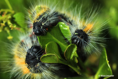 Bombycomorpha bifascia