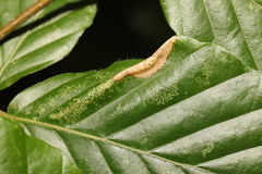 Phyllonorycter maestingella