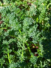 Tripleurospermum maritimum