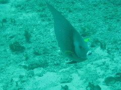 Pomacanthus arcuatus