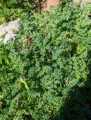 Tripleurospermum maritimum