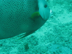 Pomacanthus arcuatus