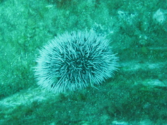 Tripneustes ventricosus