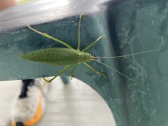 Pterophylla camellifolia