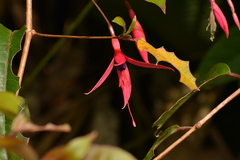 Fuchsia