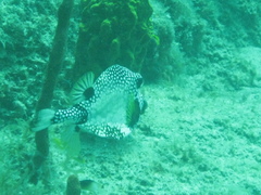 Lactophrys triqueter