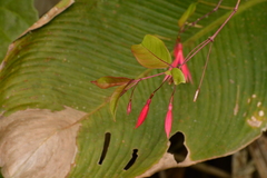 Fuchsia
