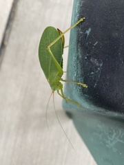 Pterophylla camellifolia