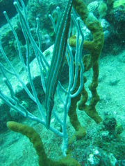 Aulostomus maculatus