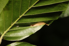 Phyllonorycter maestingella