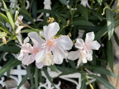 Nerium oleander