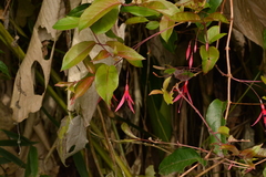 Fuchsia
