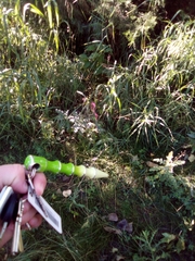 Fallopia convolvulus