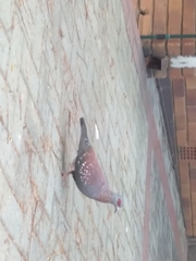 Columba guinea