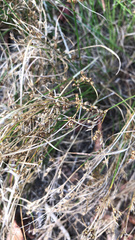 Juncus tenuis