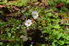Hepatica nobilis asiatica