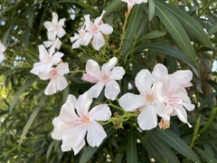 Nerium oleander