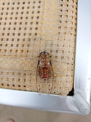 Cicada orni