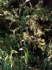 Fallopia convolvulus