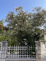 Nerium oleander