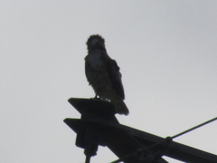 Circaetus gallicus