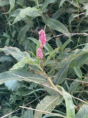Persicaria amphibia