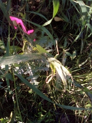 Fallopia convolvulus