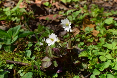 Hepatica nobilis asiatica