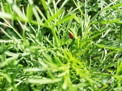 Harmonia axyridis
