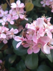 Apis mellifera scutellata