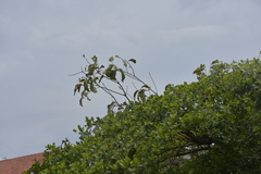 Dendrophthoe pentandra