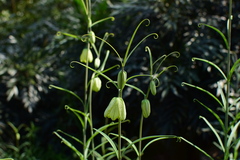 Fritillaria thunbergii
