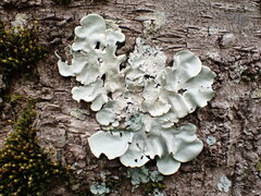 Parmotrema tinctorum