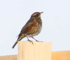 Turdus iliacus