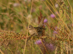 Carpodacus erythrinus