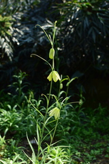 Fritillaria thunbergii