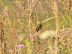 Carpodacus erythrinus