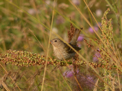 Carpodacus erythrinus
